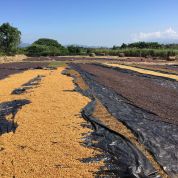 Costa Rica Dry Process Hacienda Sonora
